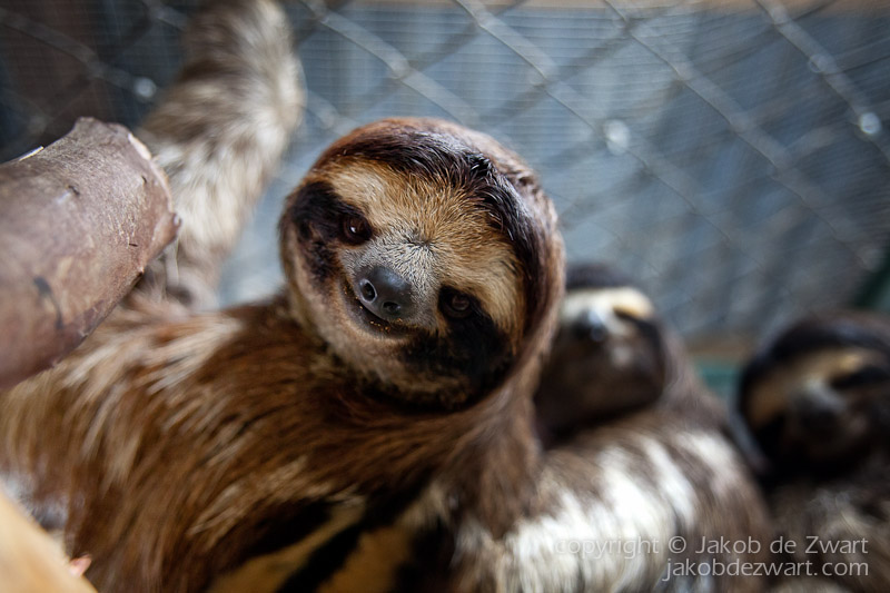 Pin By Marysia Brown On Pals Sloth Photos Sloth Animal Photography