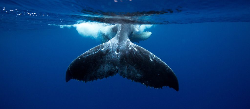 Vava’u and Humpback Whales, Tonga