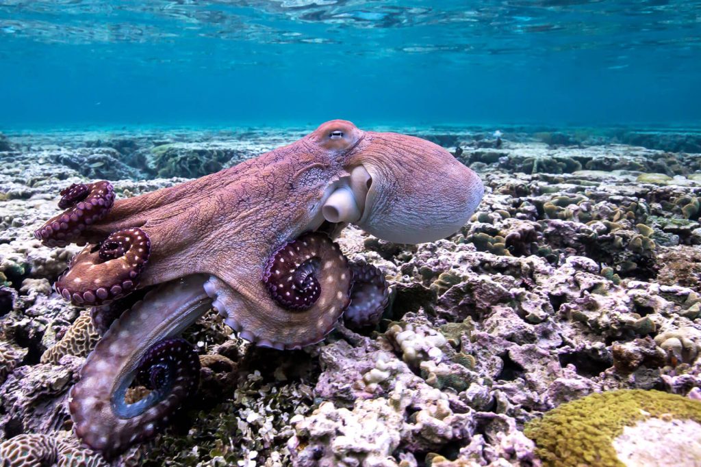 Lady Elliot Island, QLD