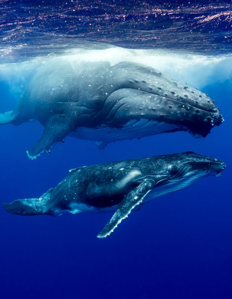 Mother and Calf, Tonga