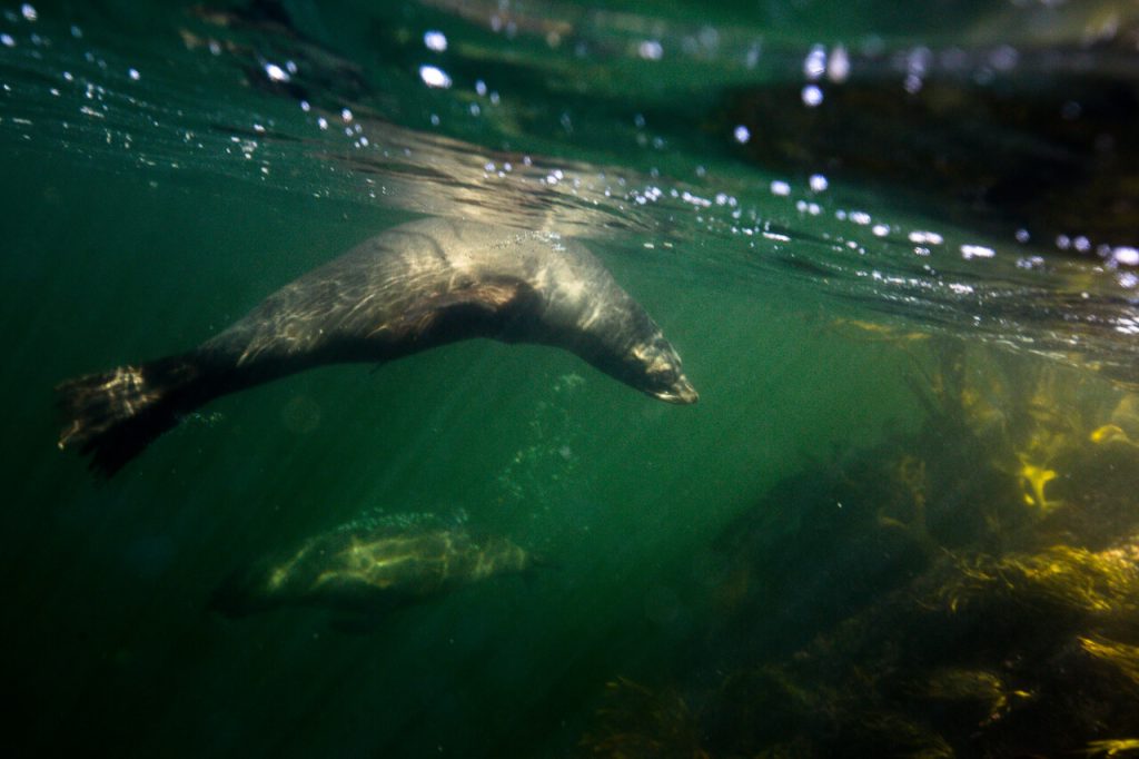New Zealand Fur Seal