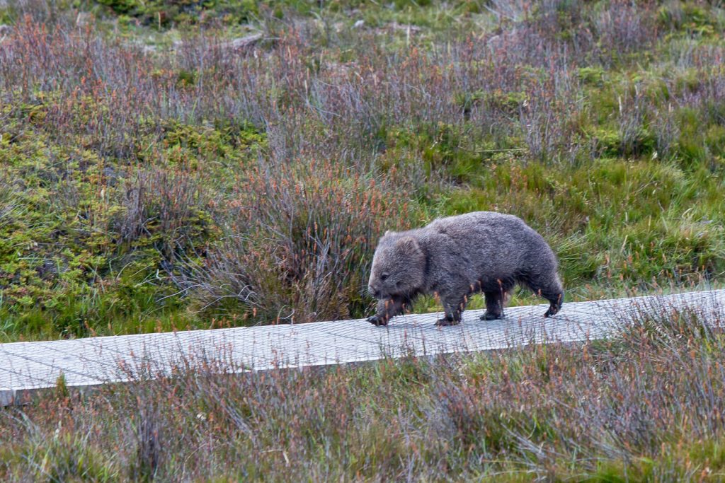 Wombat walk