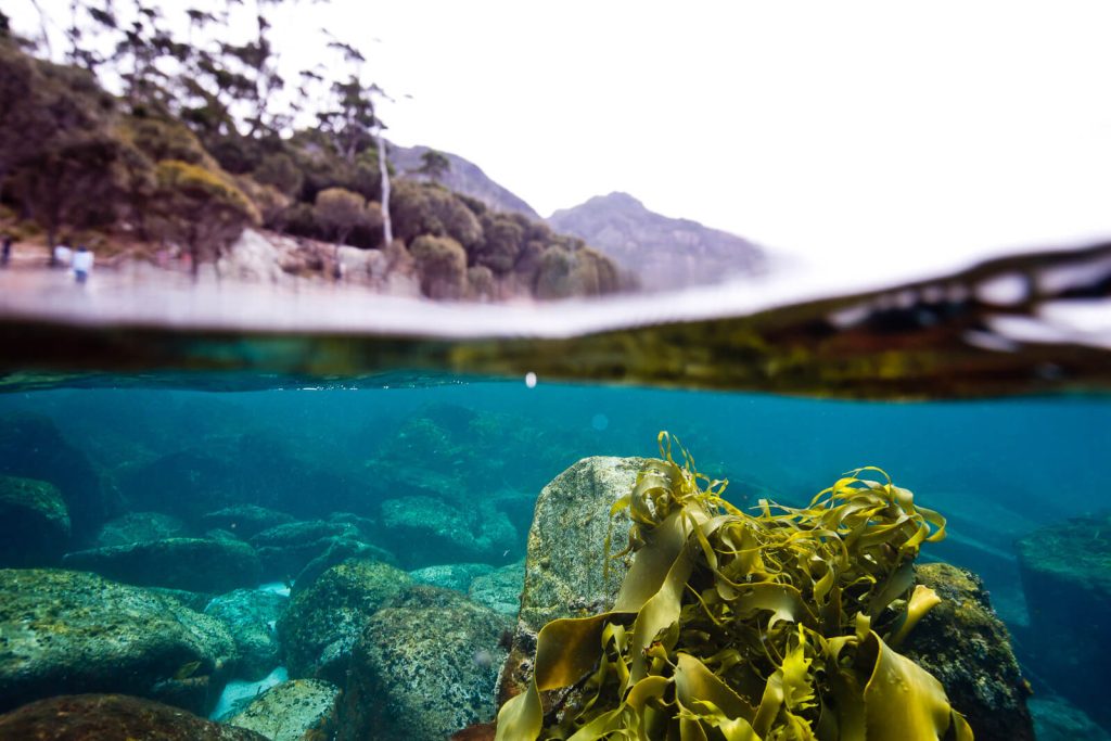 Kelp
