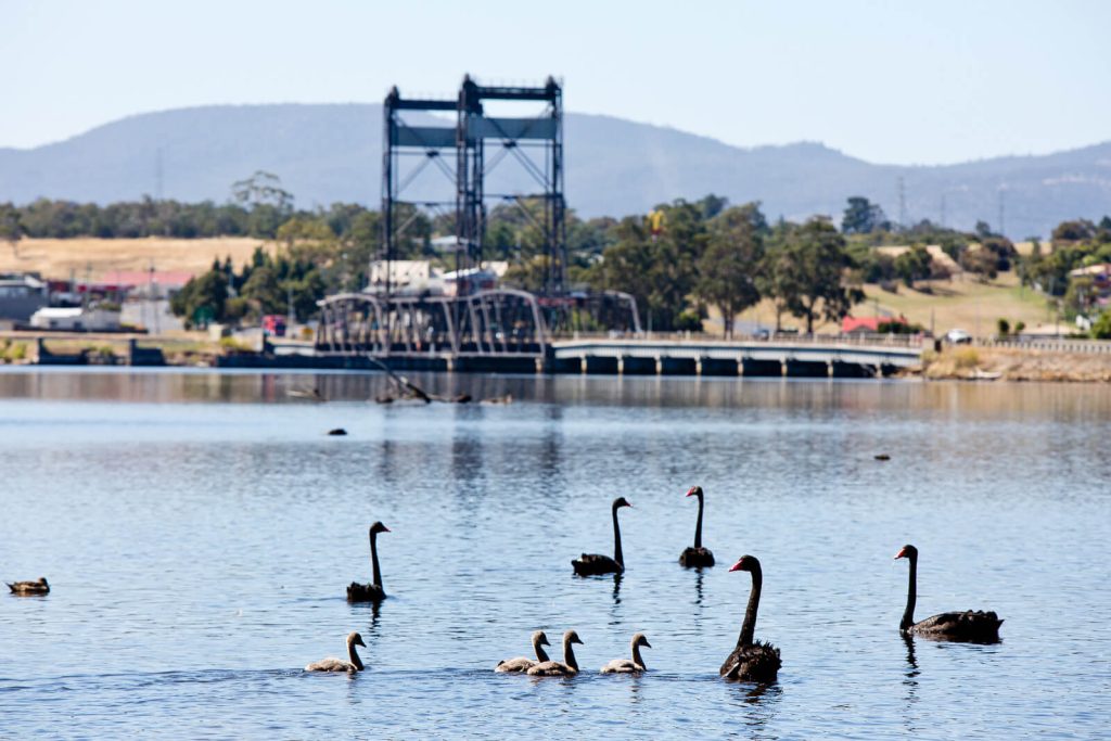 Swan Lake