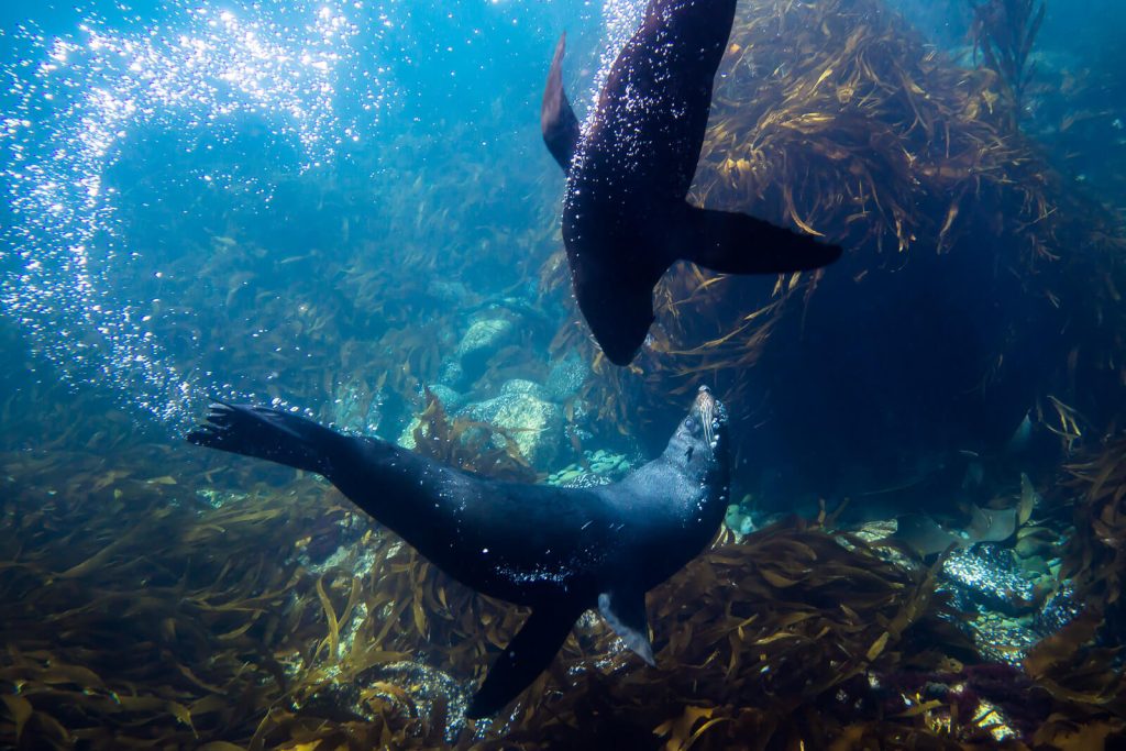 Playful Seals