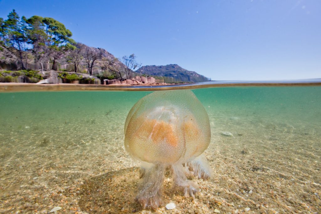 Jelly Fish Split