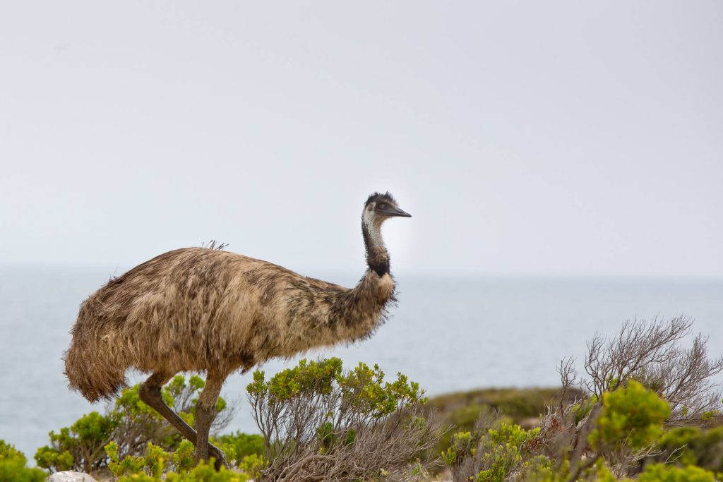 Coffin Bay, South Australia