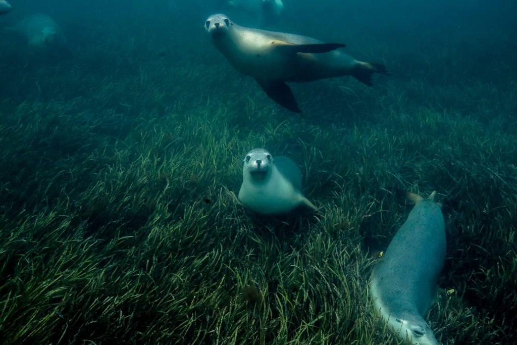 Hopkins Island South Australia