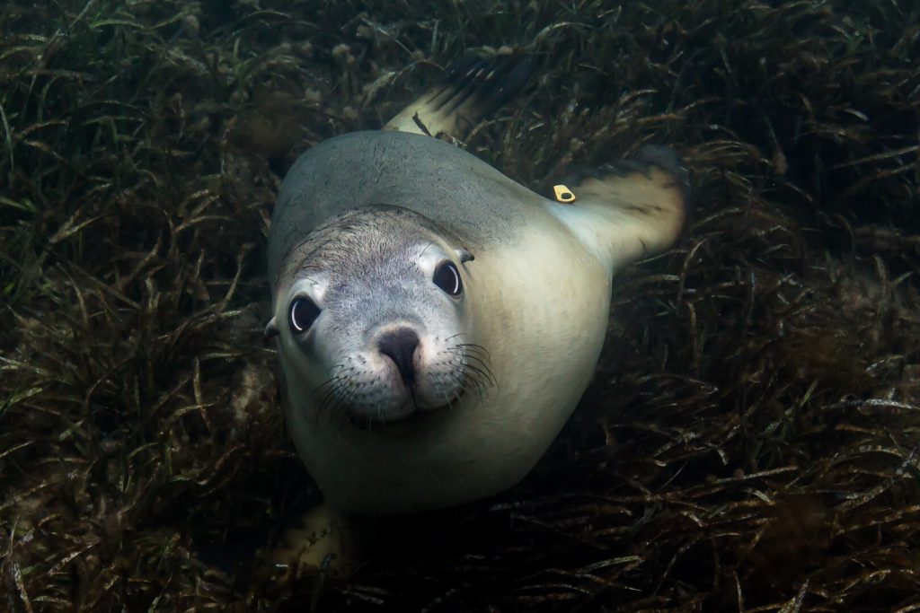 Hopkins Island South Australia