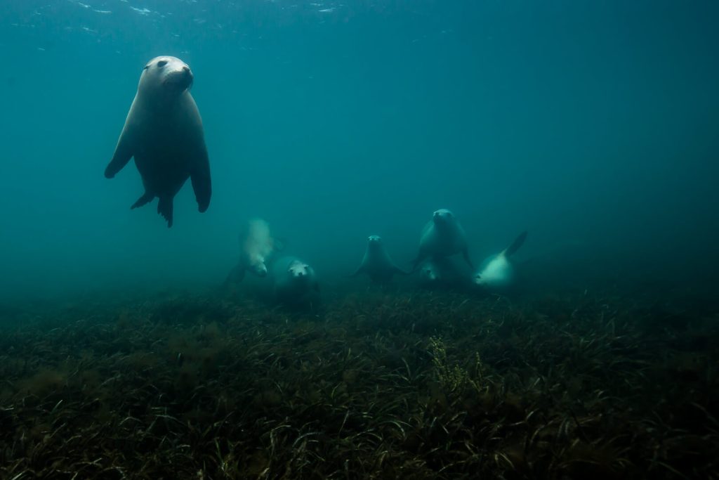 Hopkins Island South Australia