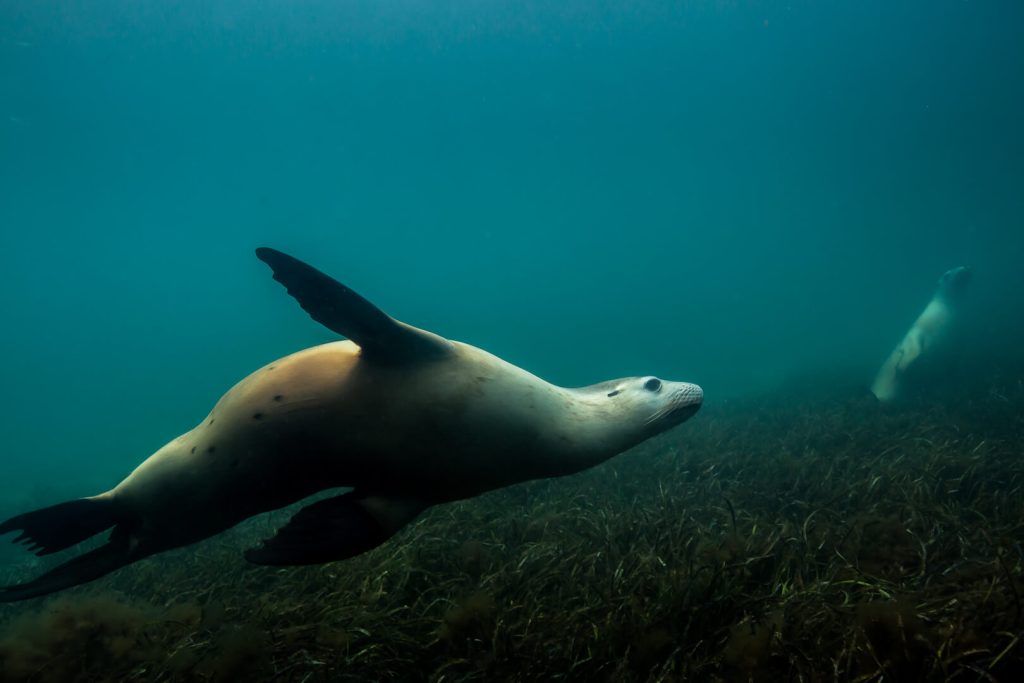 Hopkins Island South Australia