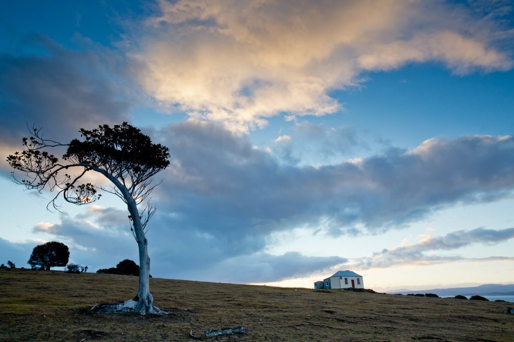 Lone Tree on Maria Island