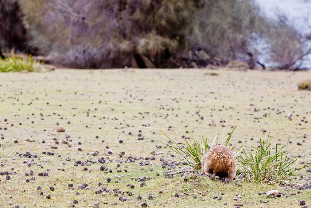 Echidna