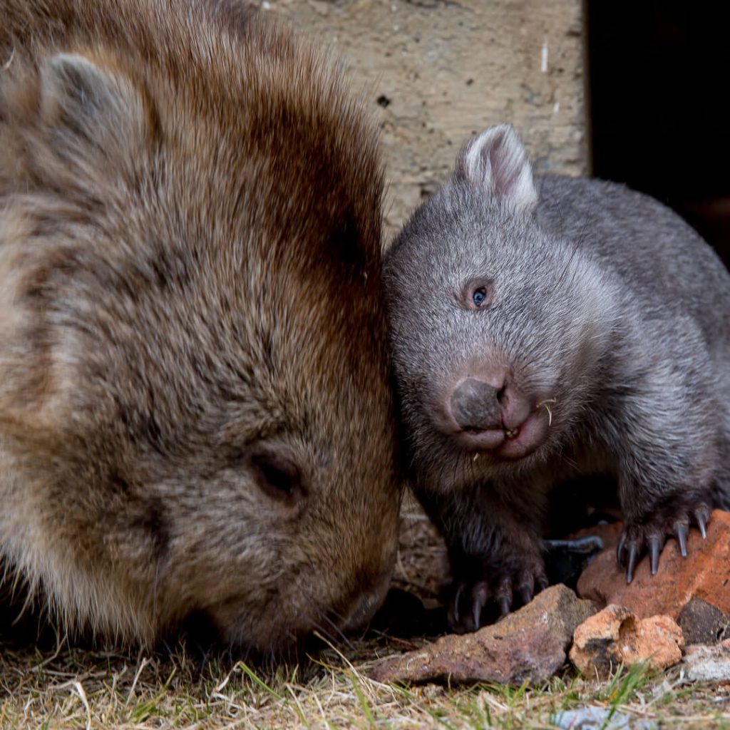 Baby Wombat