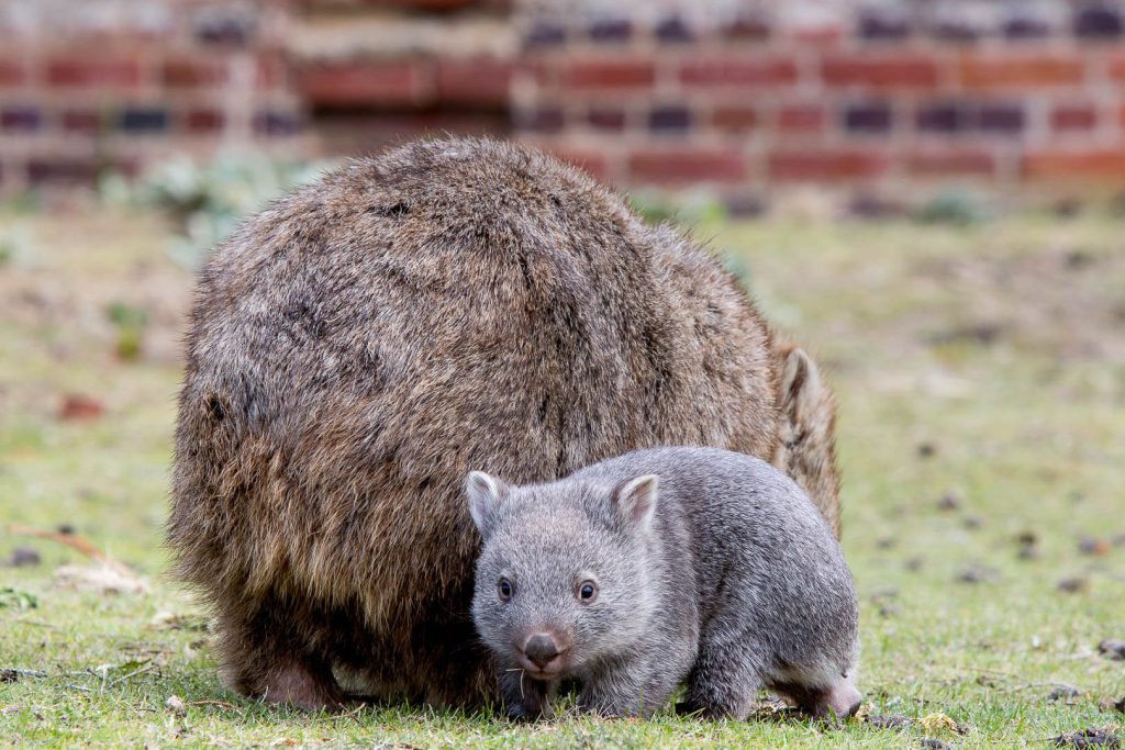 Baby Wombat