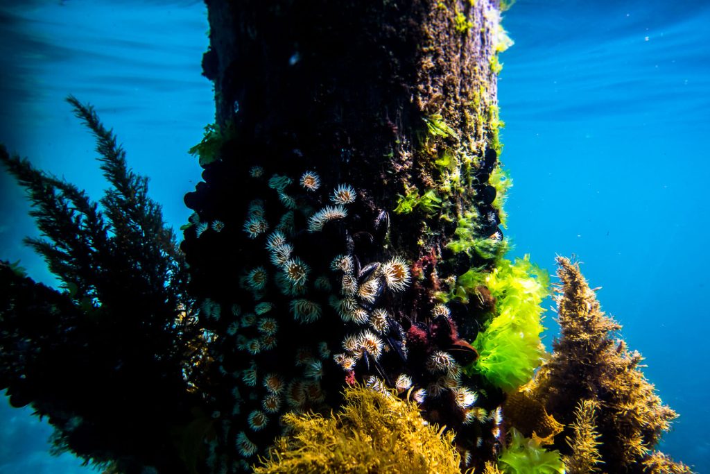 Snorkelling Maria Island