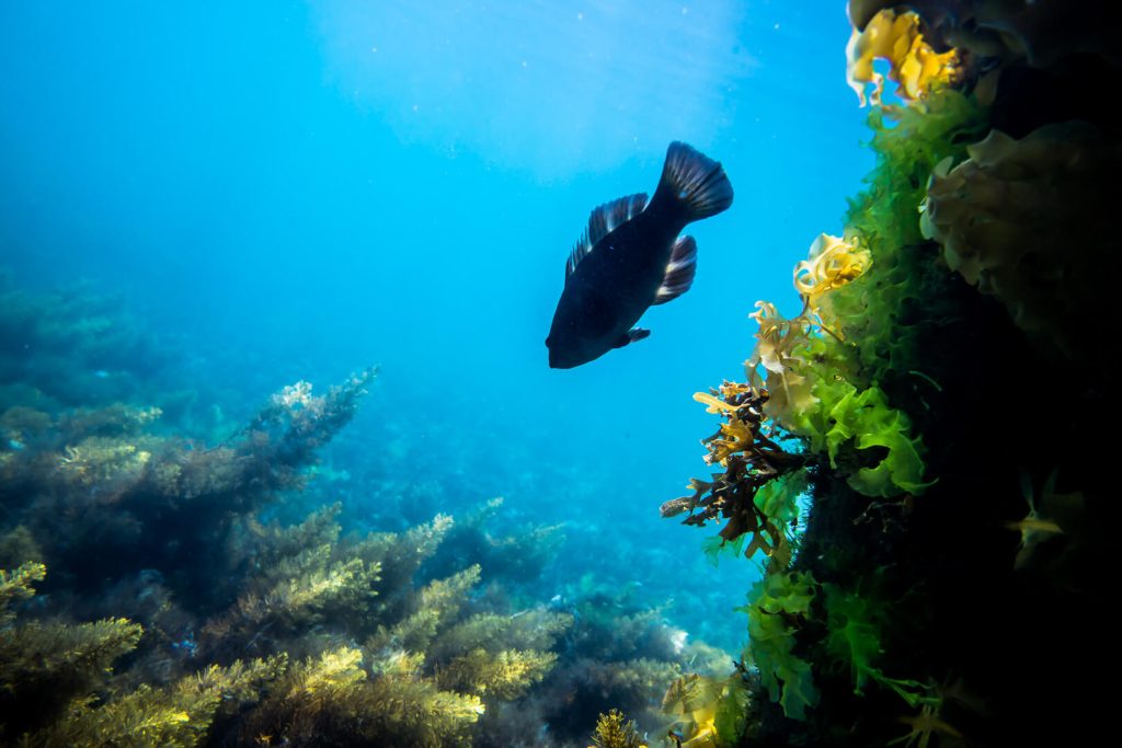 Snorkelling Maria Island
