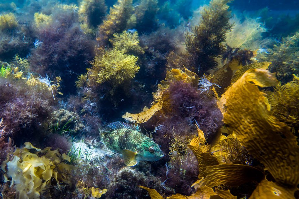 Snorkelling Maria Island