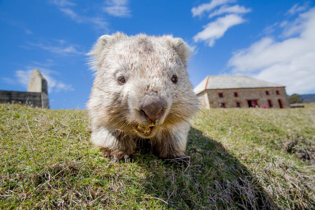 Wombat on Maria Island