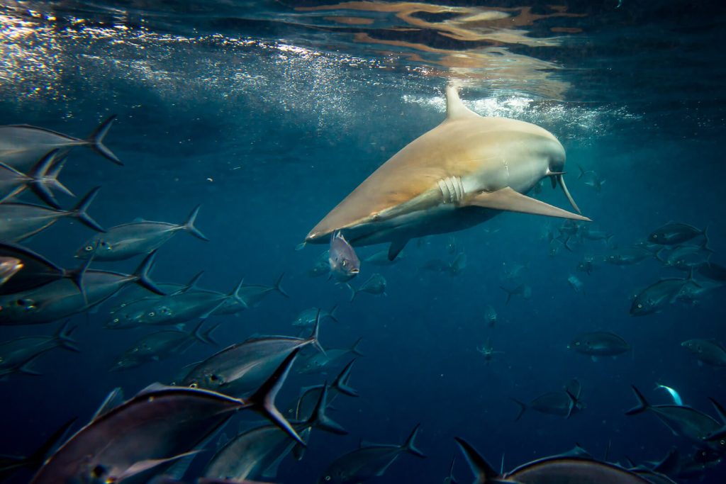 Neptune Islands, South Australia