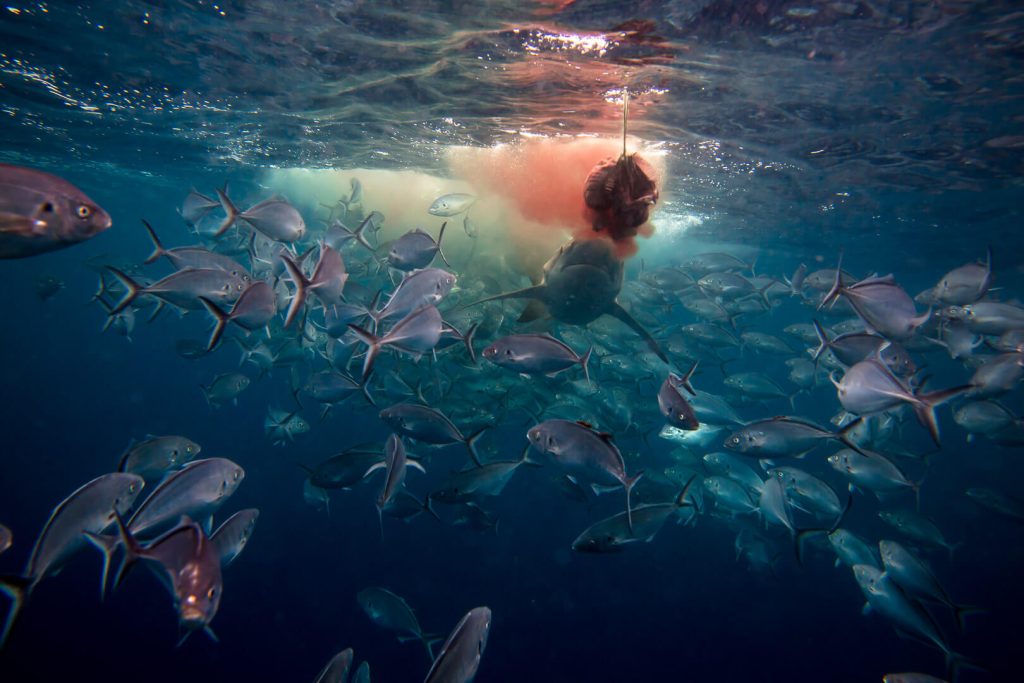 Neptune Islands, South Australia