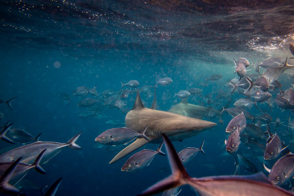 Neptune Islands, South Australia