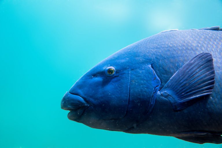 jakobdezwart-underwater-bluey-profile-0713-1200w