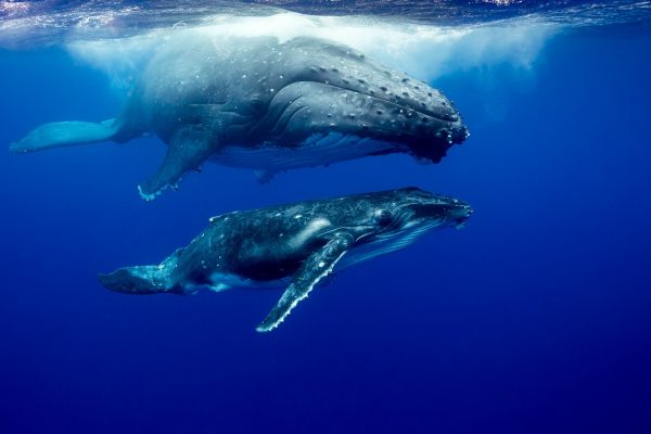 Watchful Eye, mother and calf humpback whale