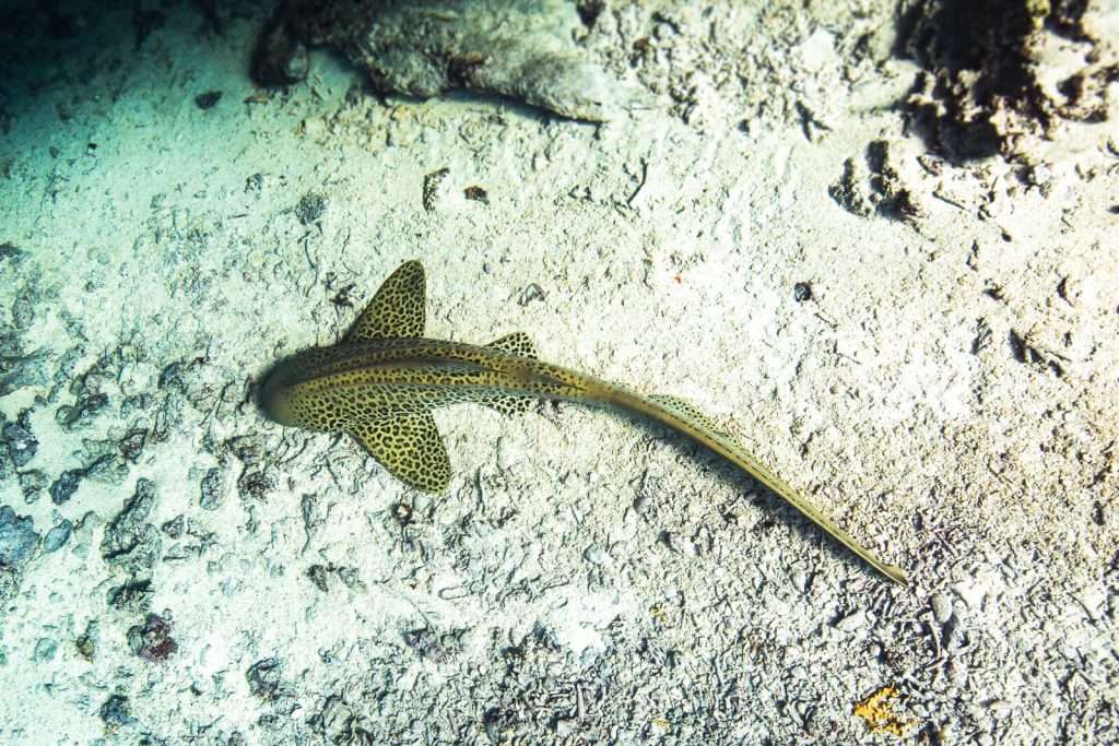 Leopard Shark resting