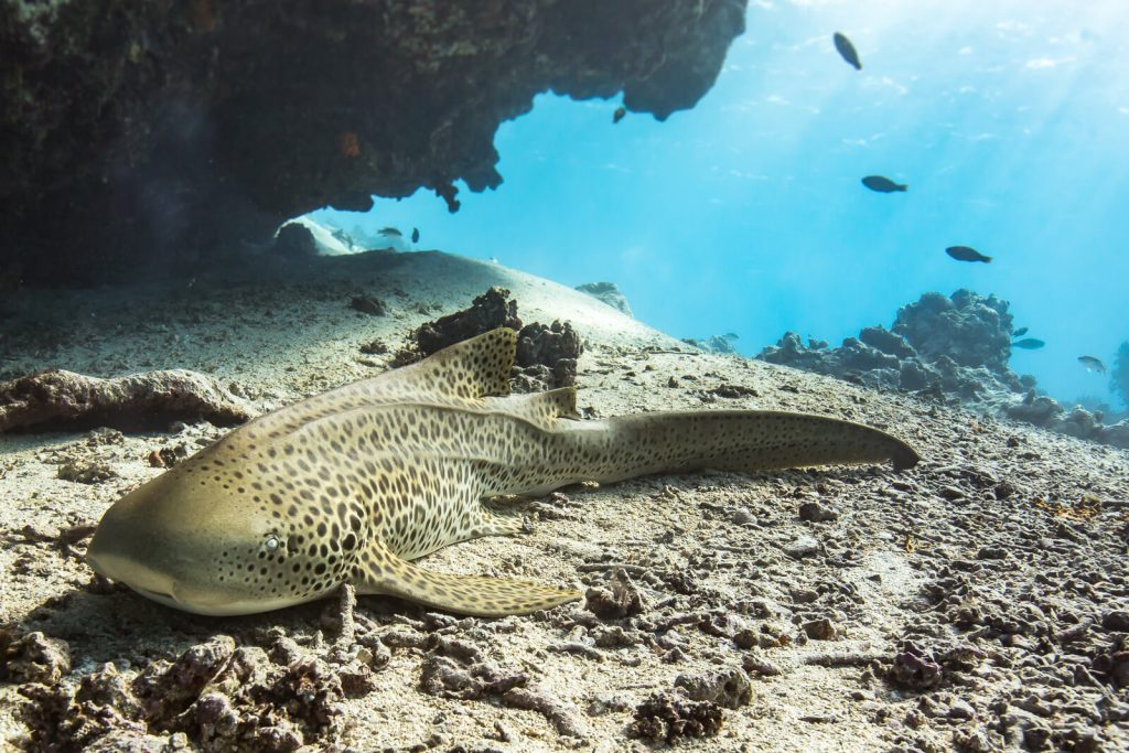 Leopard Shark resting