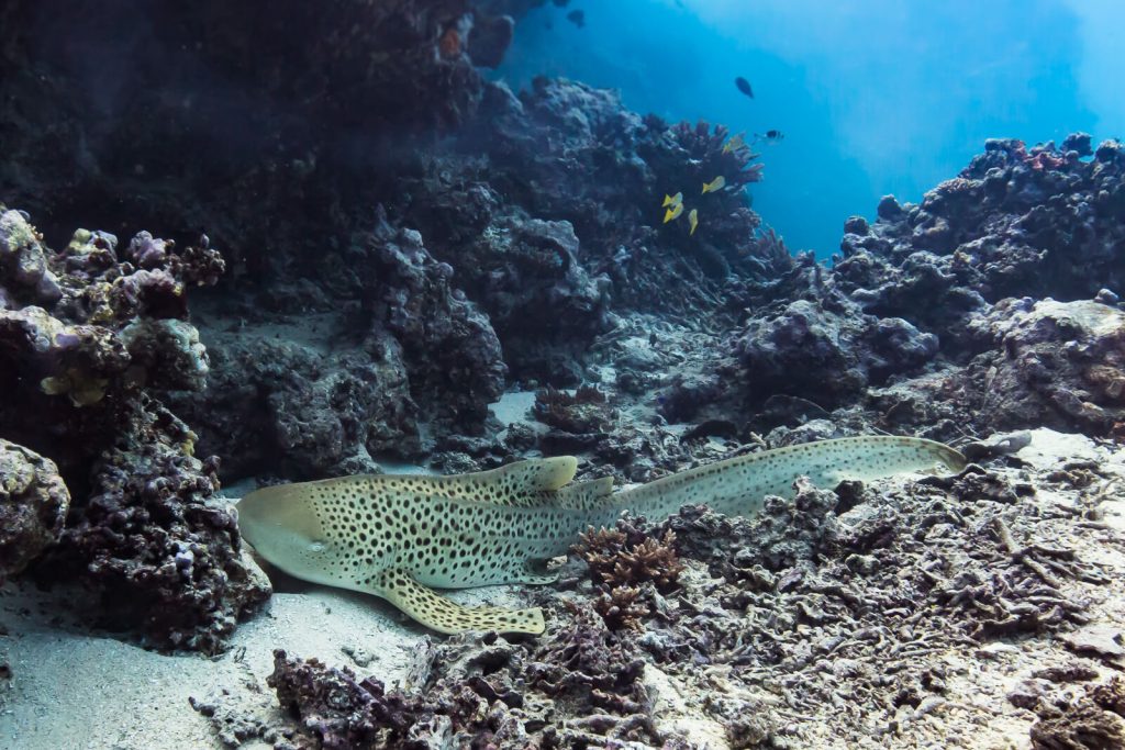Leopard Shark resting