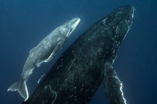 Humpback Whales, Mother + Calf