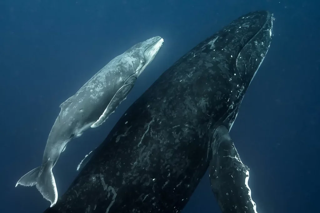 Humpback Whales, Mother + Calf