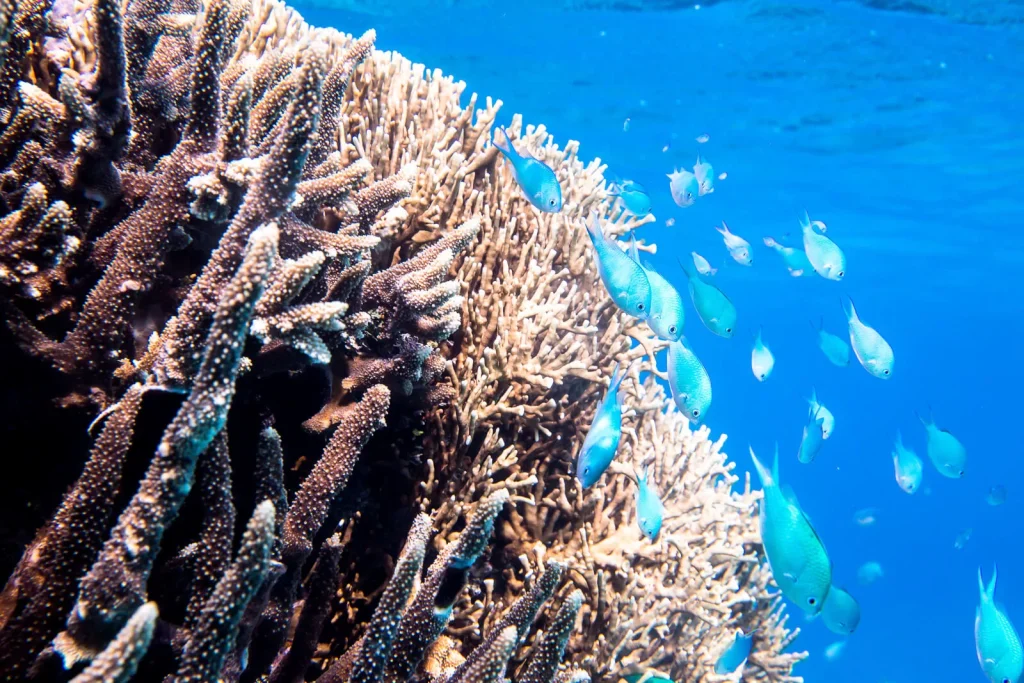 Coral Fish
