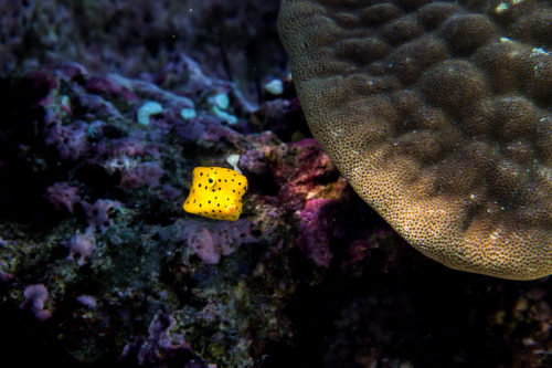 yellow spotted boxfish Ha'apai, Tonga