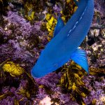 Bluey above the seaweed