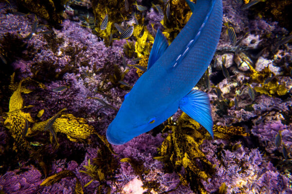 Bluey above the seaweed