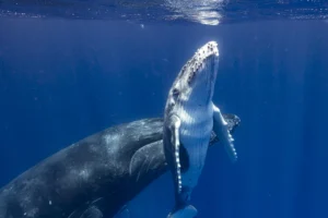 Inquisitive baby humpback