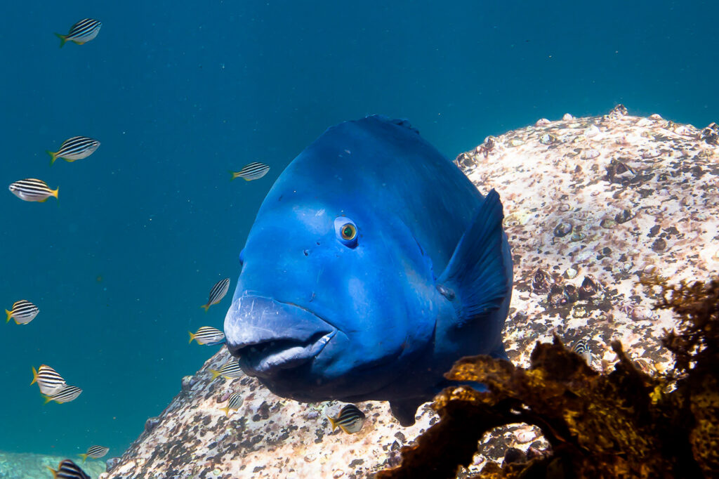 Blue 2.0