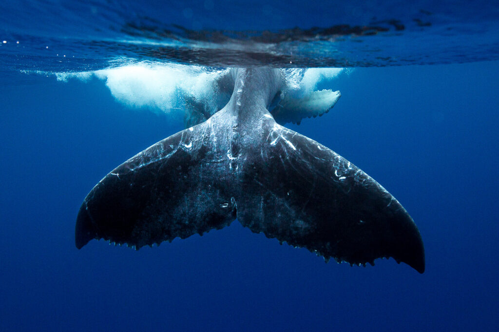 Humpback Tail