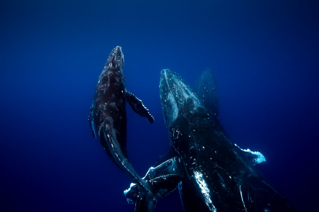 Humpback Escort