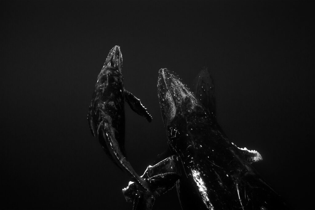 Humpback Escort (B+W)