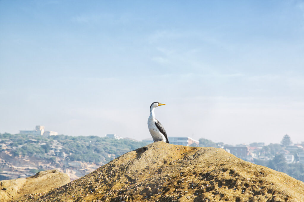 Gone Fishing, the Pied Cormorant