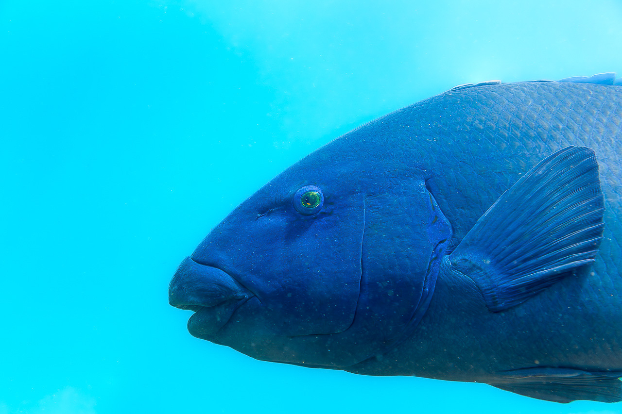 Bluey Profile
