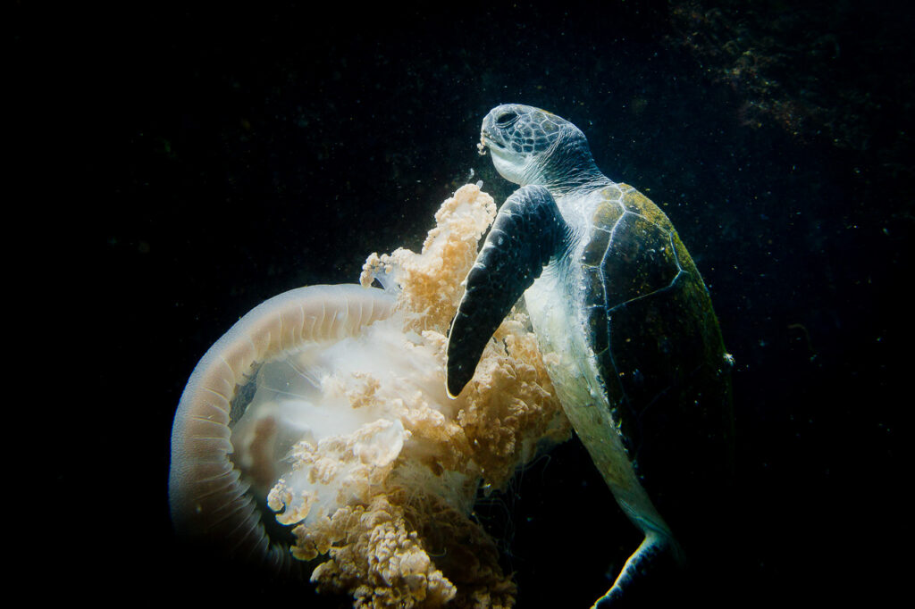Hungry Turtle