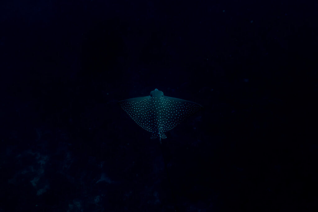 Spotted Eagle Ray rising from the deep