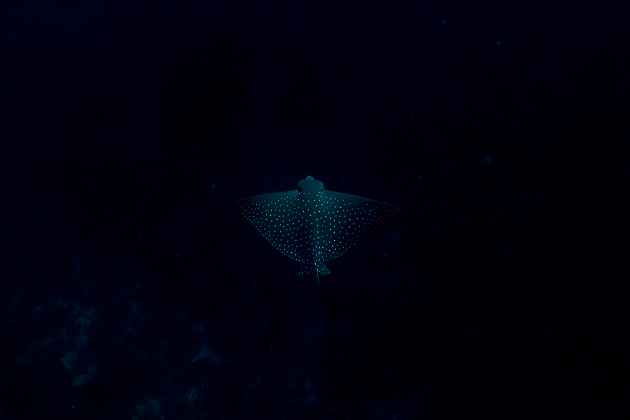 Spotted Eagle Ray rising from the deep