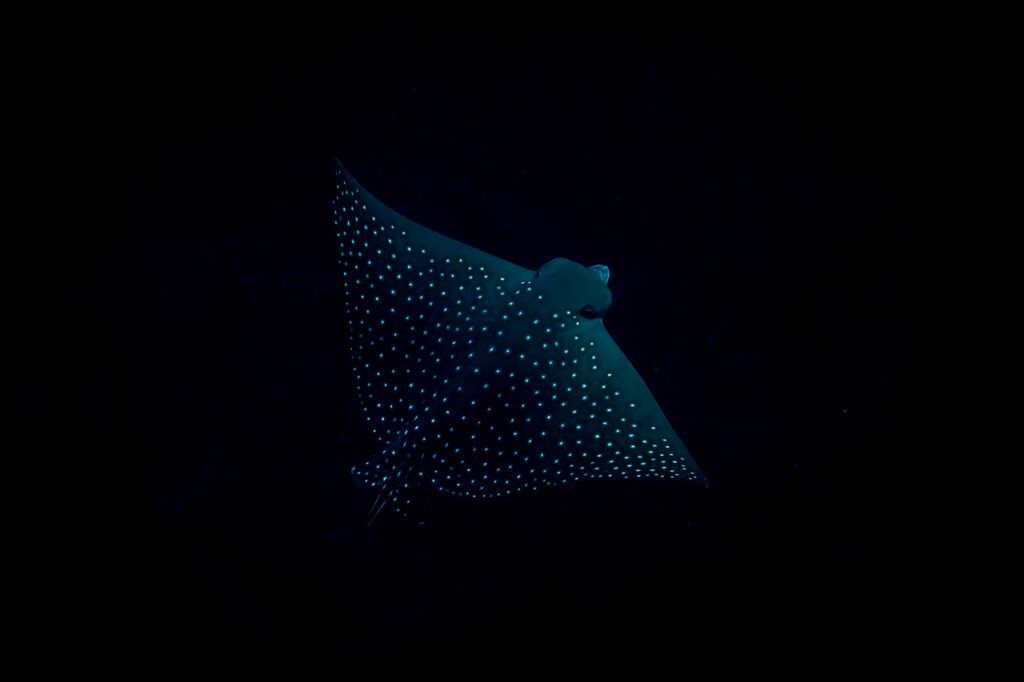 Spotted Eagle Ray iridescent