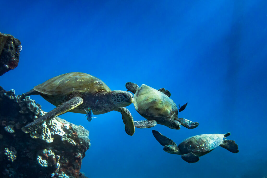Turtle Cleaning Close Up