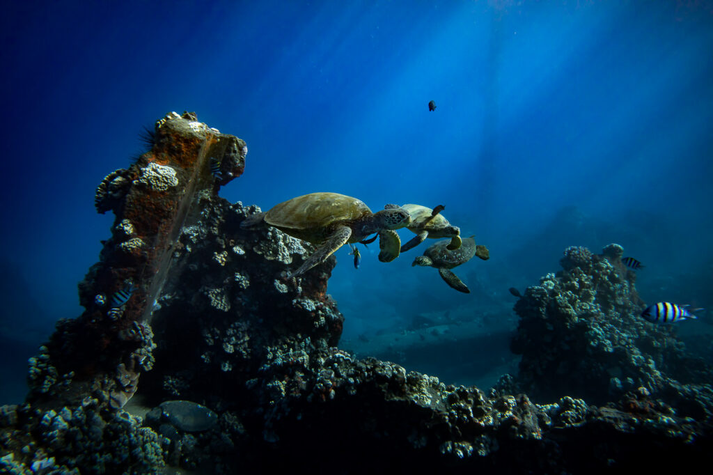 Turtle Cleaning